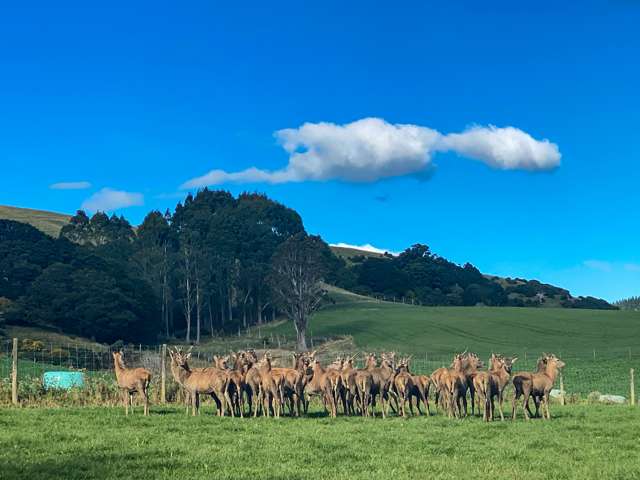 176 Fenham Road Otautau_4