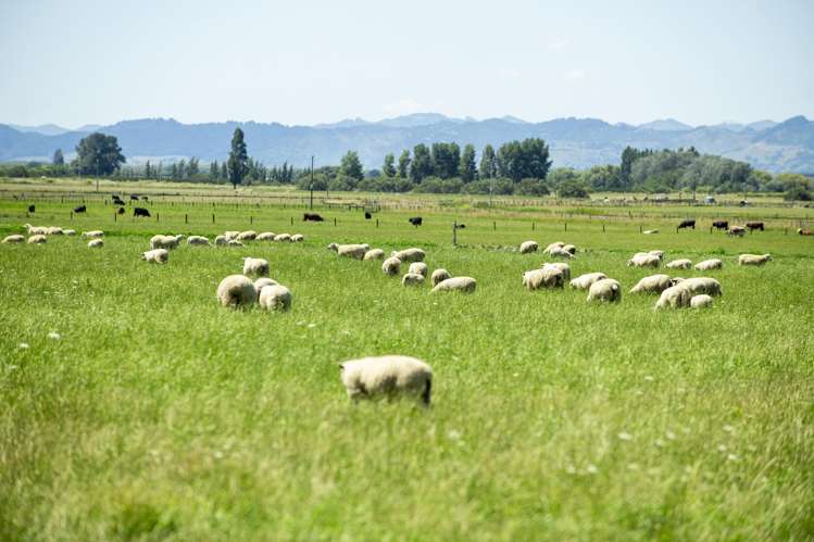 1343 Wharerata Road Muriwai_11