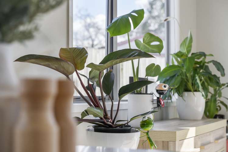 5a Ruby Place Papamoa_8