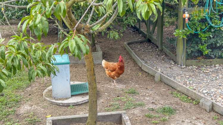 81 Gumtown Road Turua_22