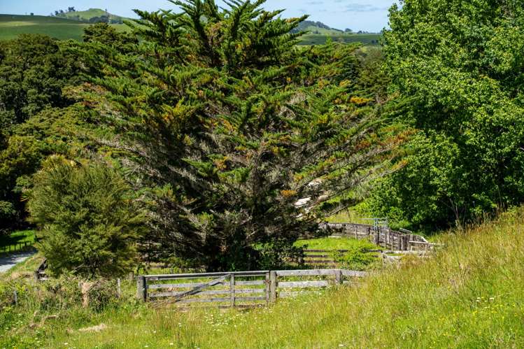 278 Griffin Road Maungaturoto_15