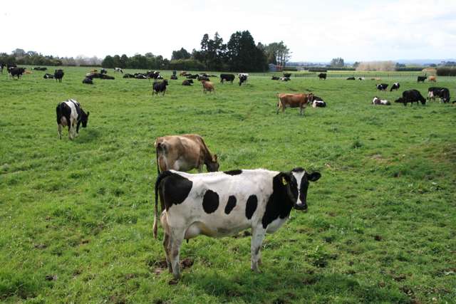MAIN ROAD TARIKI DAIRYING