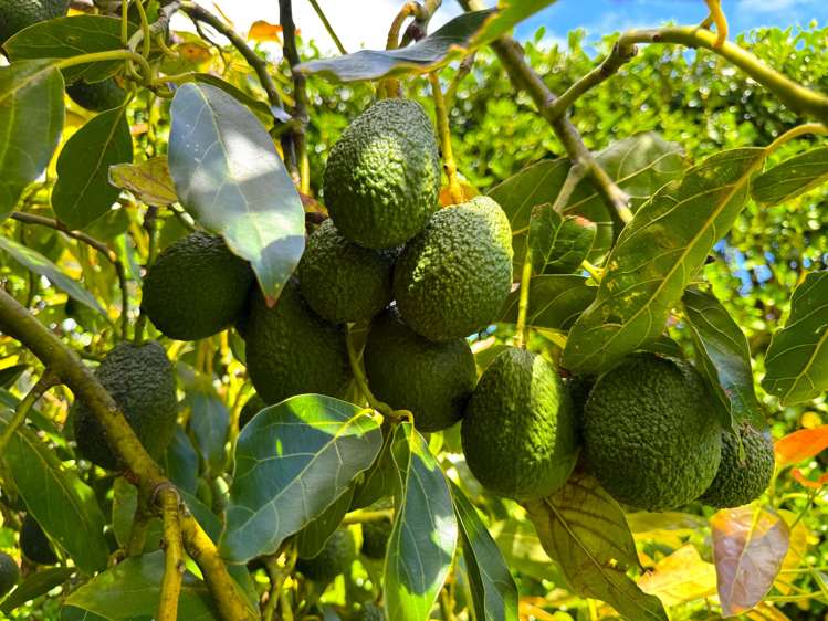 38D Kaipara Lake Road Helensville_14