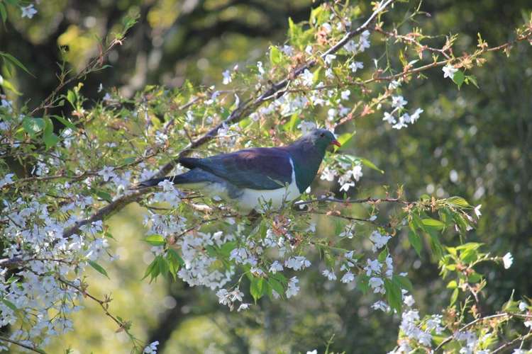 146 Akatarawa Road Waikanae_10