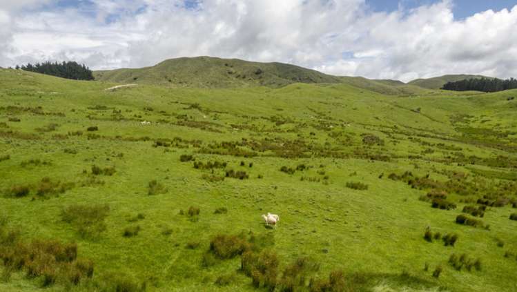 1543 Annedale Road Tinui_9