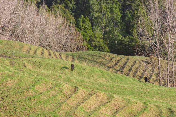 171 Te Arai Point Road Te Arai_13