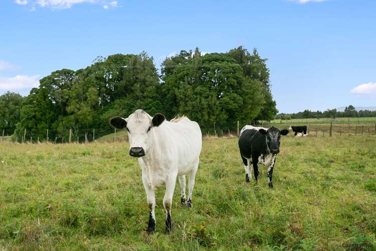 1348c State Highway 5 Tapapa_17