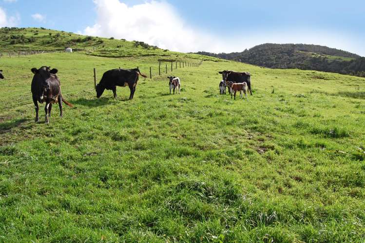 353a Brown Road Kaiwaka_22