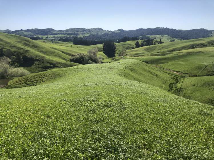 1026 Limeworks Loop Road Karamu_19