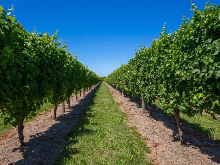 100 Watsons Road Grovetown_10