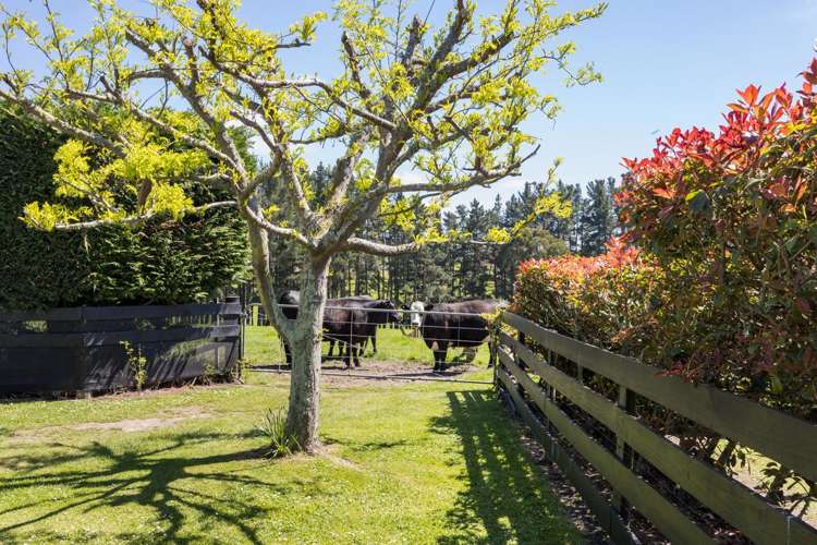831 Halcombe Road Feilding_5