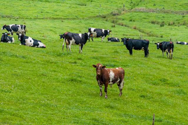 Owner-Operated Dairy Enterprise