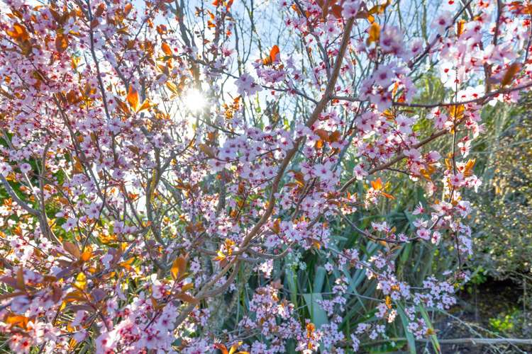 258 Loburn Kowai Road Loburn_31