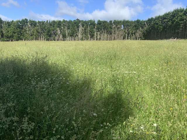 161 Nisbet Road Maungatapere_3