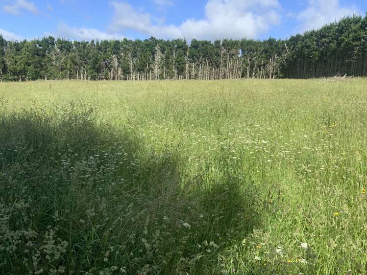 161 Nisbet Road Maungatapere_3