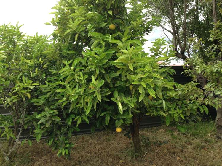 23b John F Kennedy Drive Milson_6