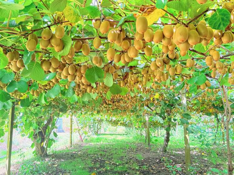 730 Old Coach Road Pongakawa_19