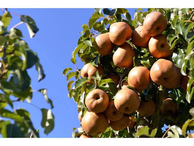 130 Teapot Valley Road Brightwater_13