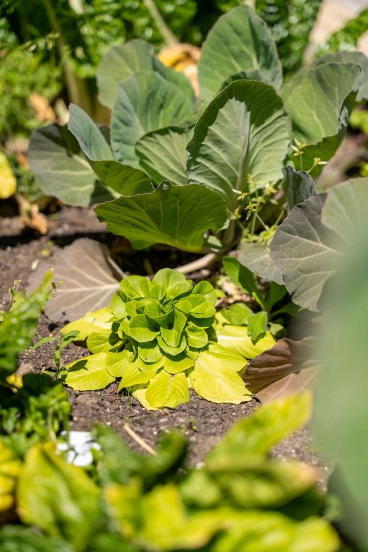 8 Sienna Court Aidanfield_31