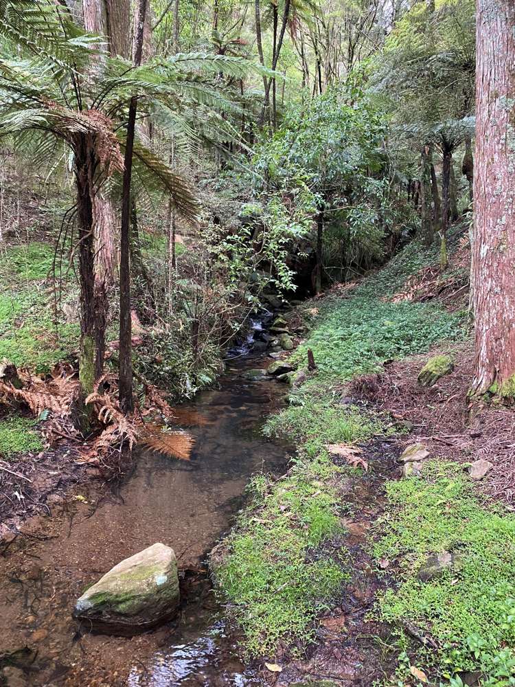 Pigs Head Road Whakapara_6