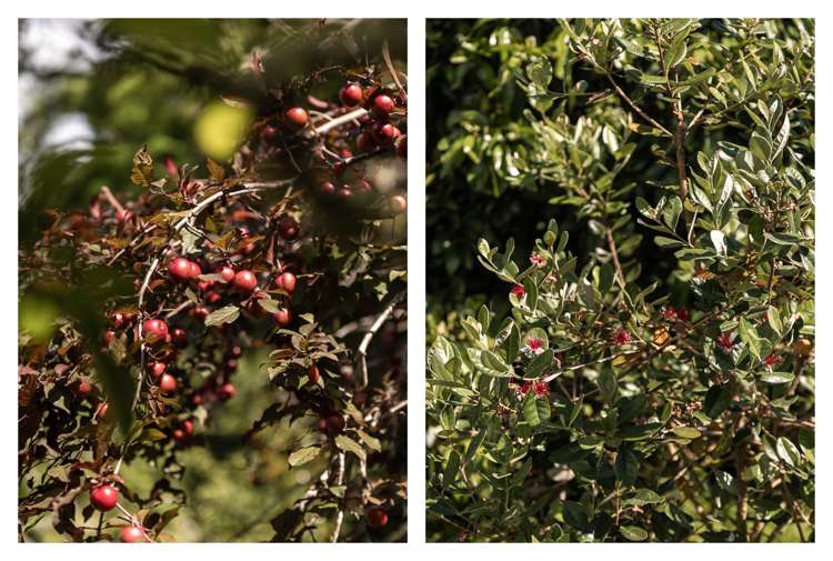 22A Ngati Maru Highway Kopu_17