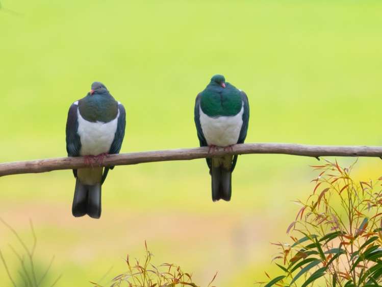 106 Tapps Road Havelock_18