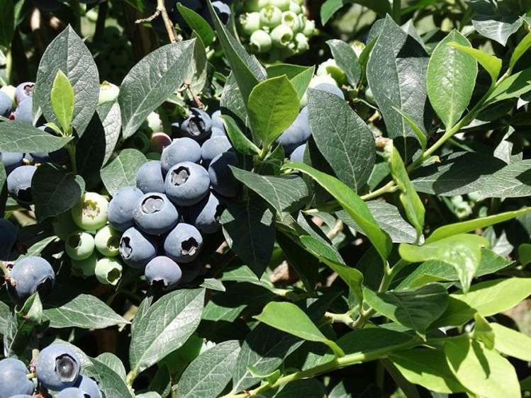 21 Drummond Road Lower Moutere_5