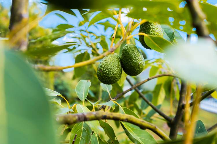 1205 Pipiwai Road Ruatangata_26