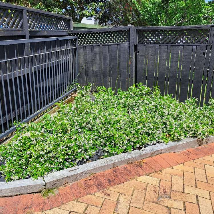 116b Michaels Avenue Ellerslie_6