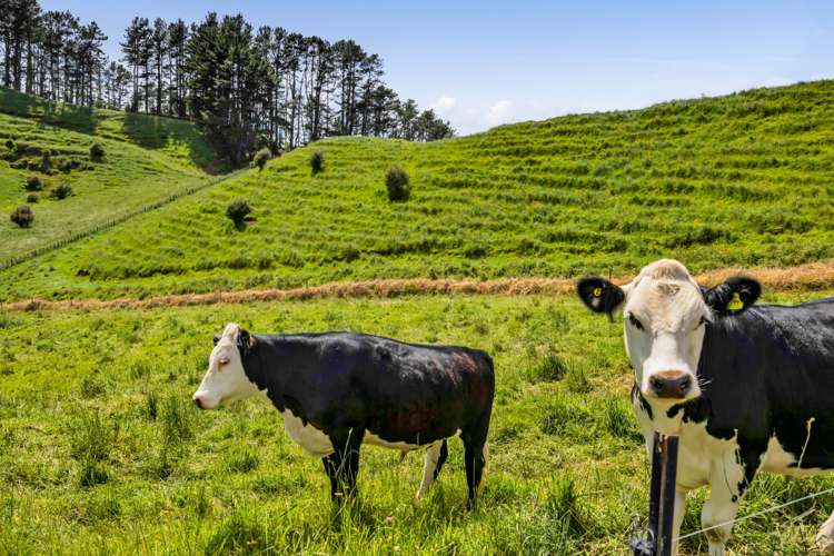 801 Bird Road Pukengahu_42