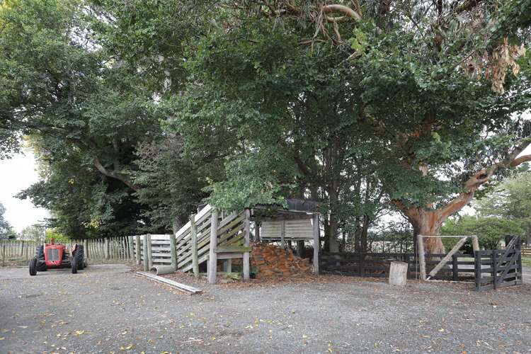 455b State Highway 1 Bulls_30