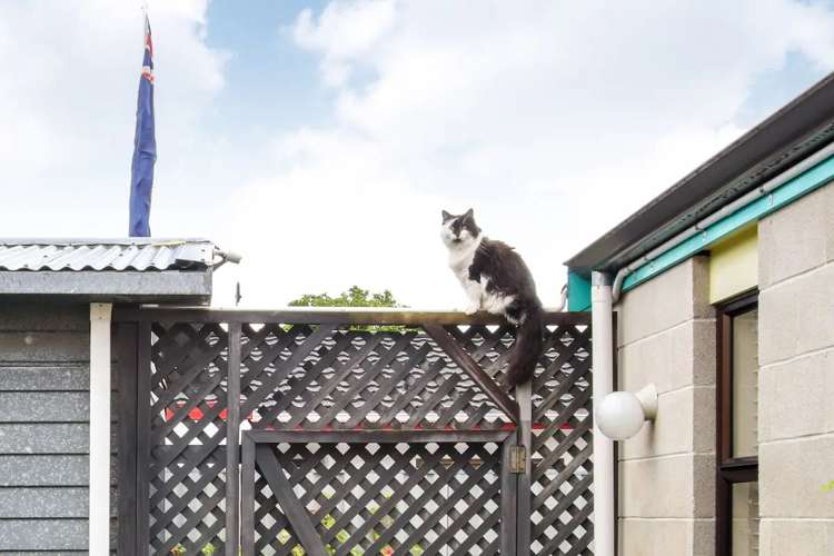 2/6 Sanders Avenue Marewa_20