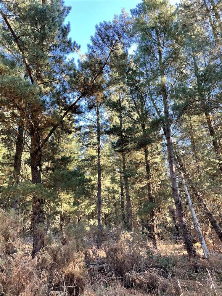 22 Hawkins Road Darfield_1