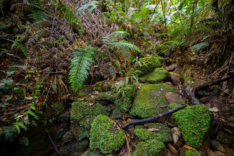 22 Herring Stream Road Motueka Valley_44