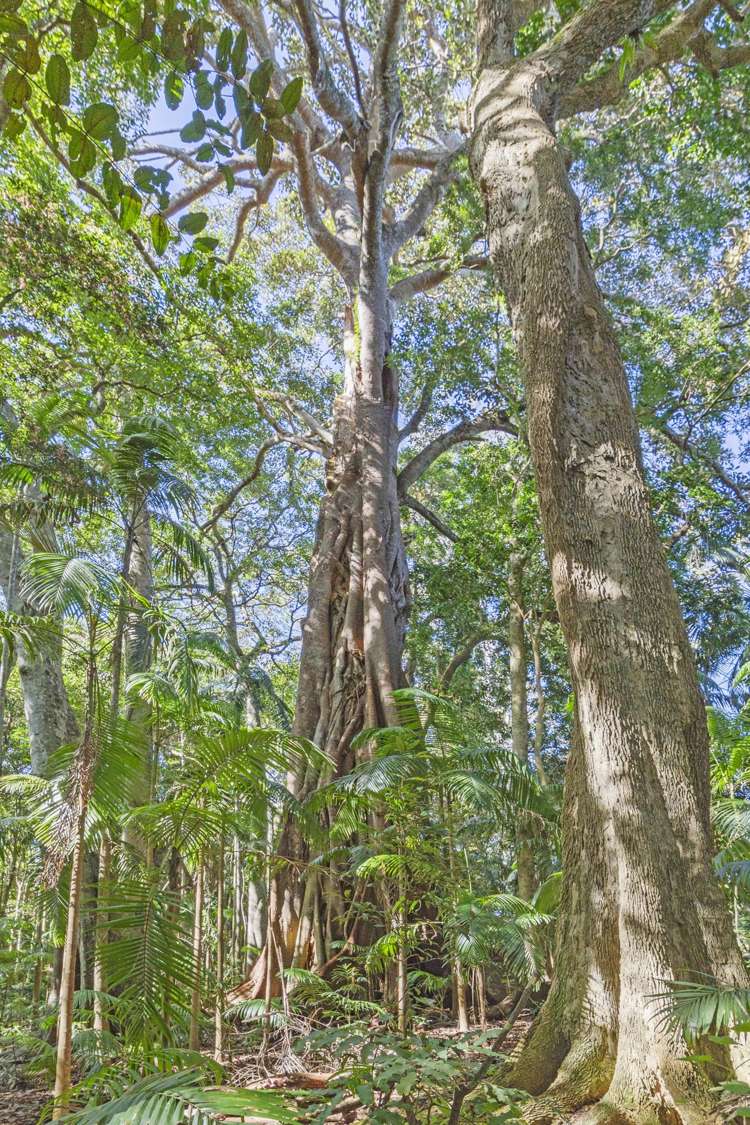 28a Geissmann Street Tamborine Mountain_14