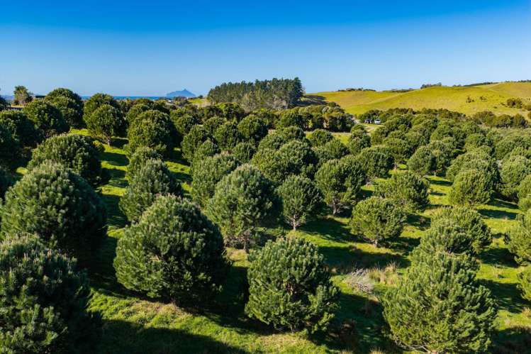 173 Prescott Road Ruakaka_15