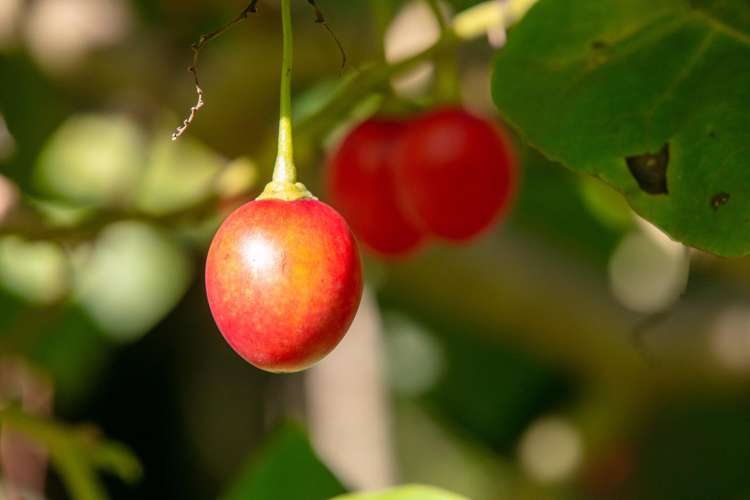 664 State Highway 2 Katikati_19