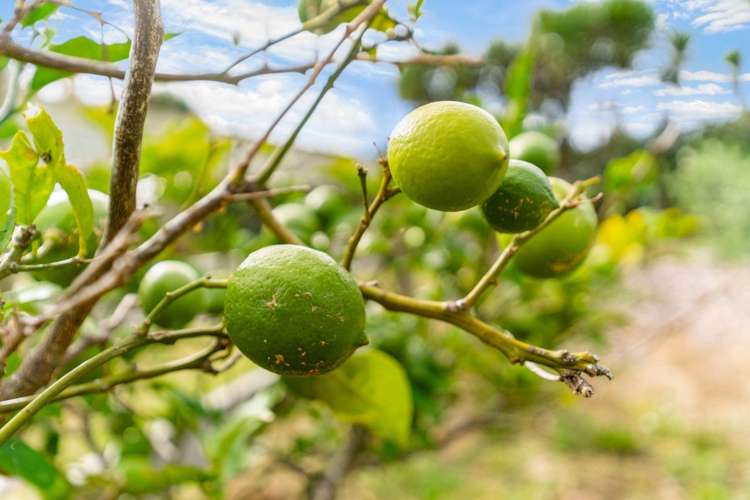 581 Lawrence Road Kaiwaka_32