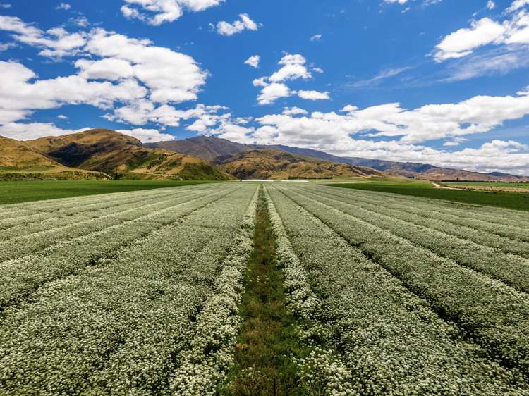 Waikerikeri Valley Road Alexandra_10