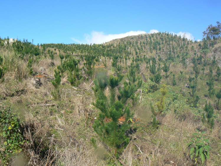 LOT 6 Iwitaua Road Mangamuka_14