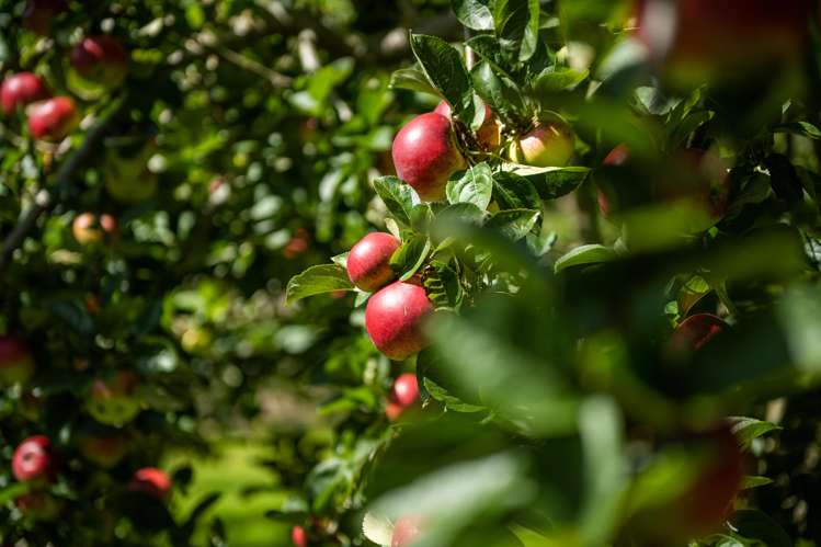 546 Onamalutu Road Onamalutu_33