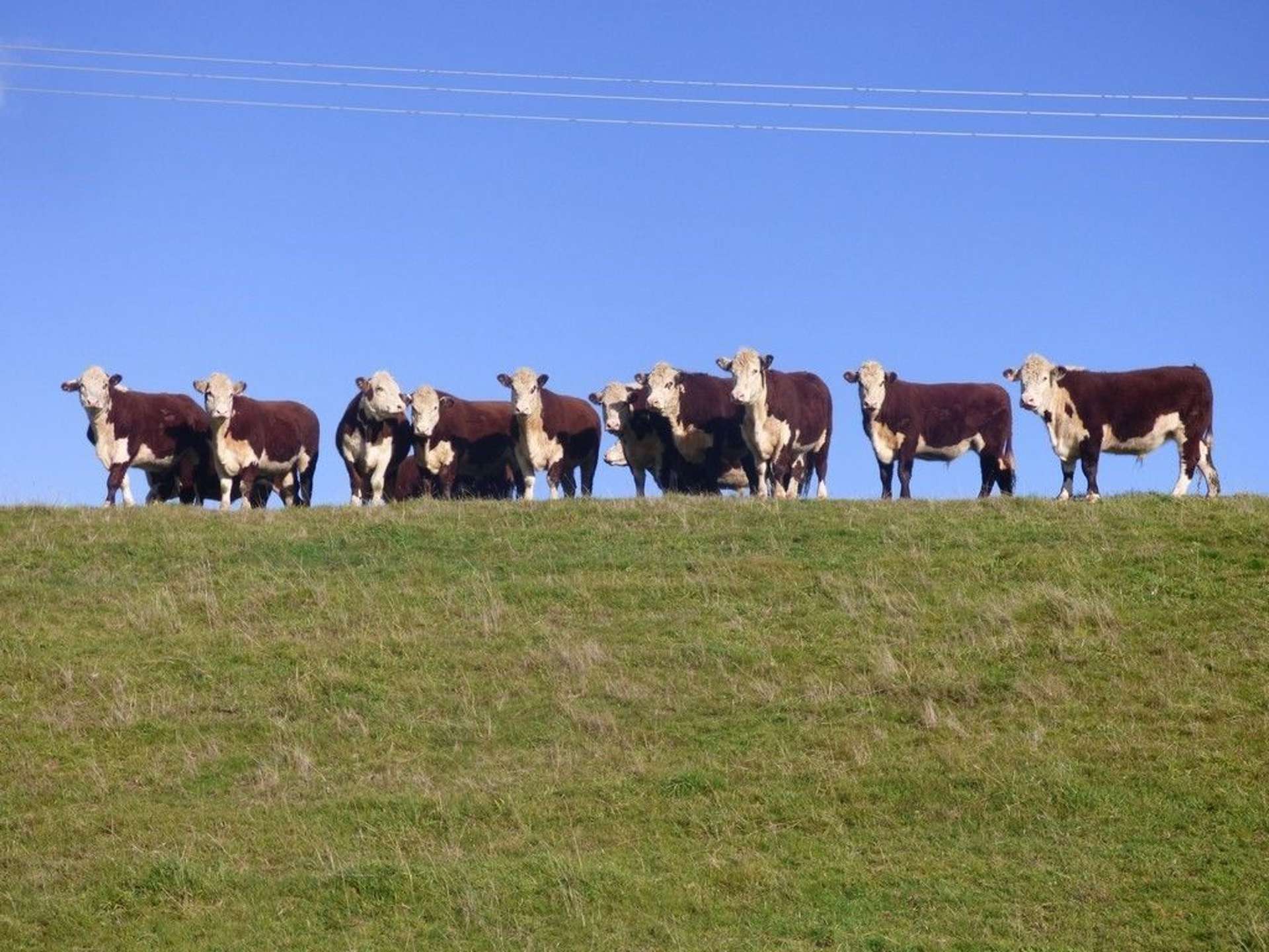 Valley Road Feilding_0