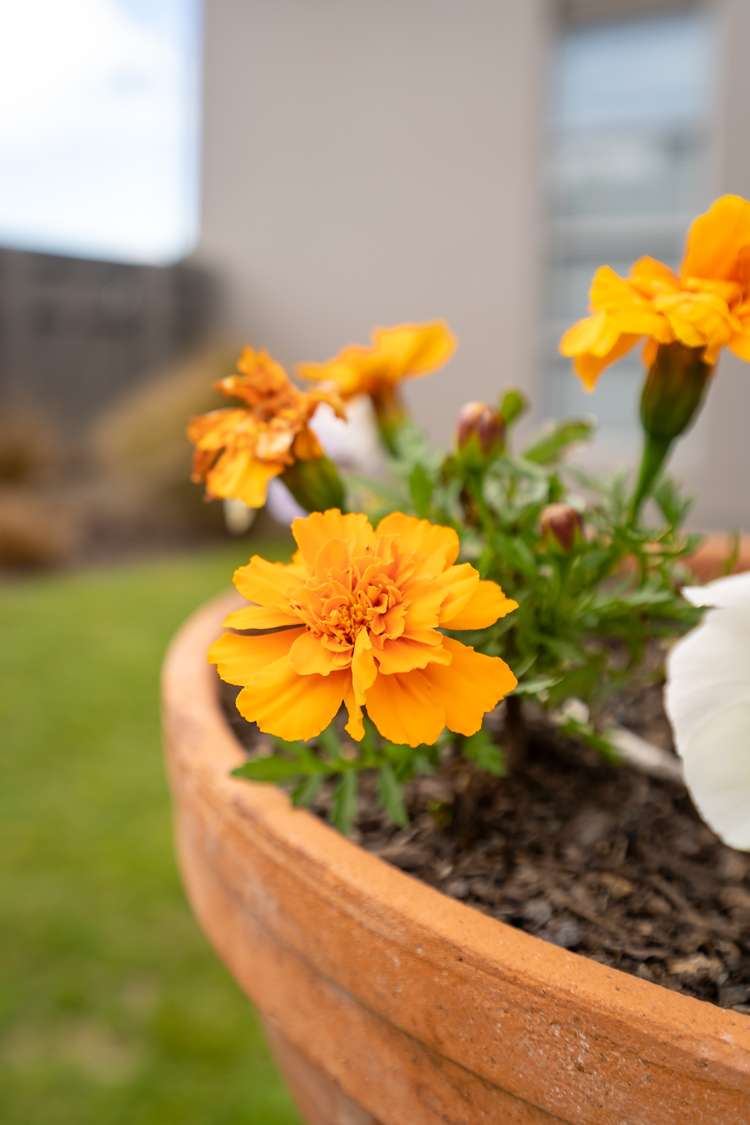 16 Broken Run Wigram_24