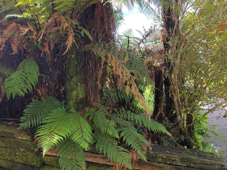 17 Pine Tree Road Kaniere_18