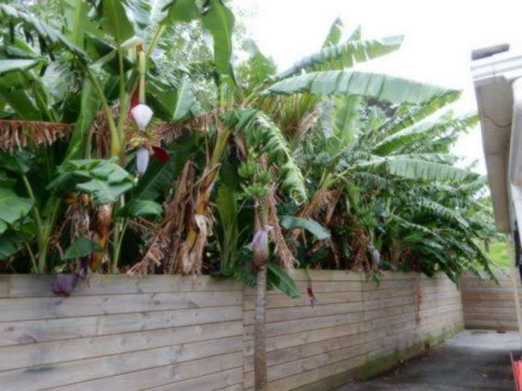 45 Hokianga Harbour Drive Opononi_8