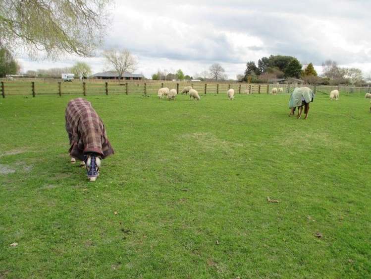 296a Pickering Road Tamahere_5