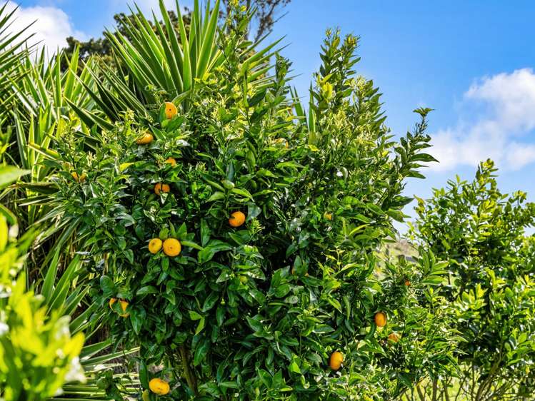 84B Kaiwha Road Welcome Bay_35