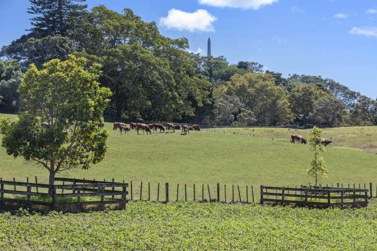 61 Raurenga Avenue Royal Oak_10