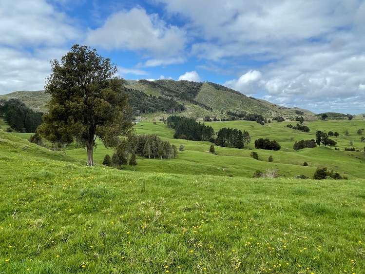 2288 Waihue Road Dargaville Surrounds_16