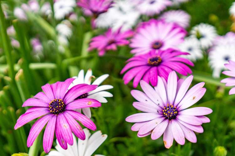 1935 Cove Road Mangawhai Heads_23